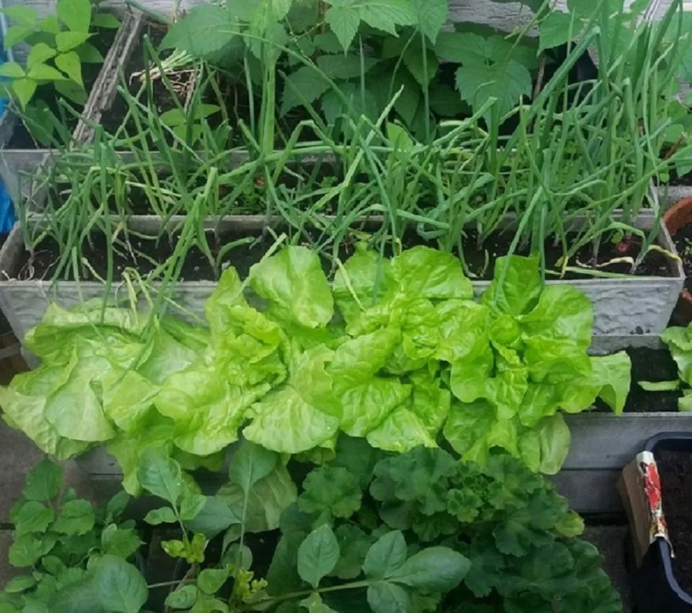 lettuce 10.jpg