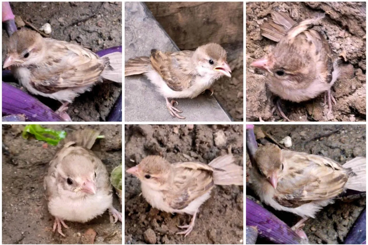 Sparrow 1.jpeg