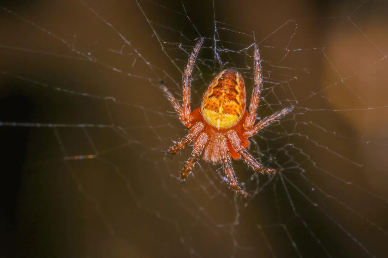 insect (6).jpg