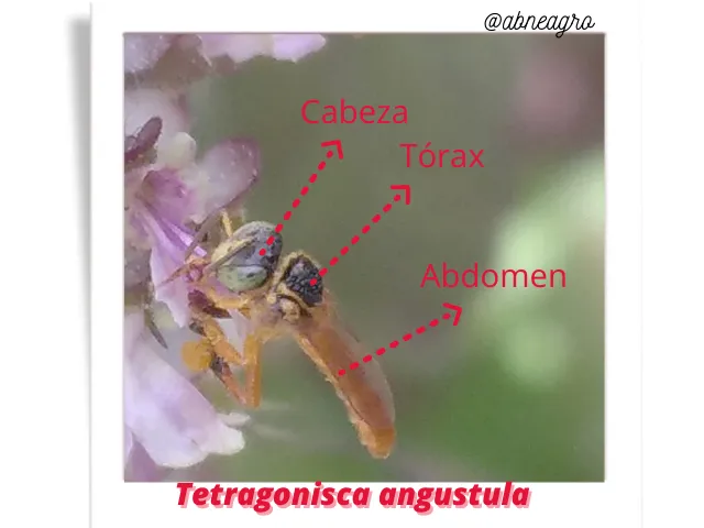 @abneagro(4).png
