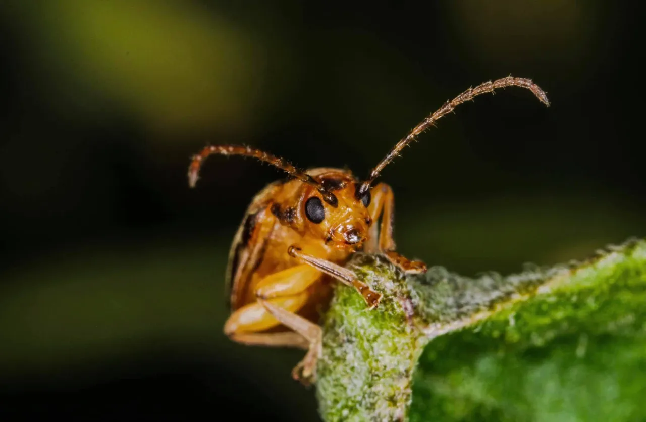 insect (2).jpg