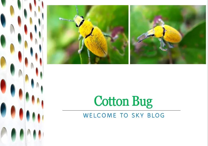 cotton bug.PNG