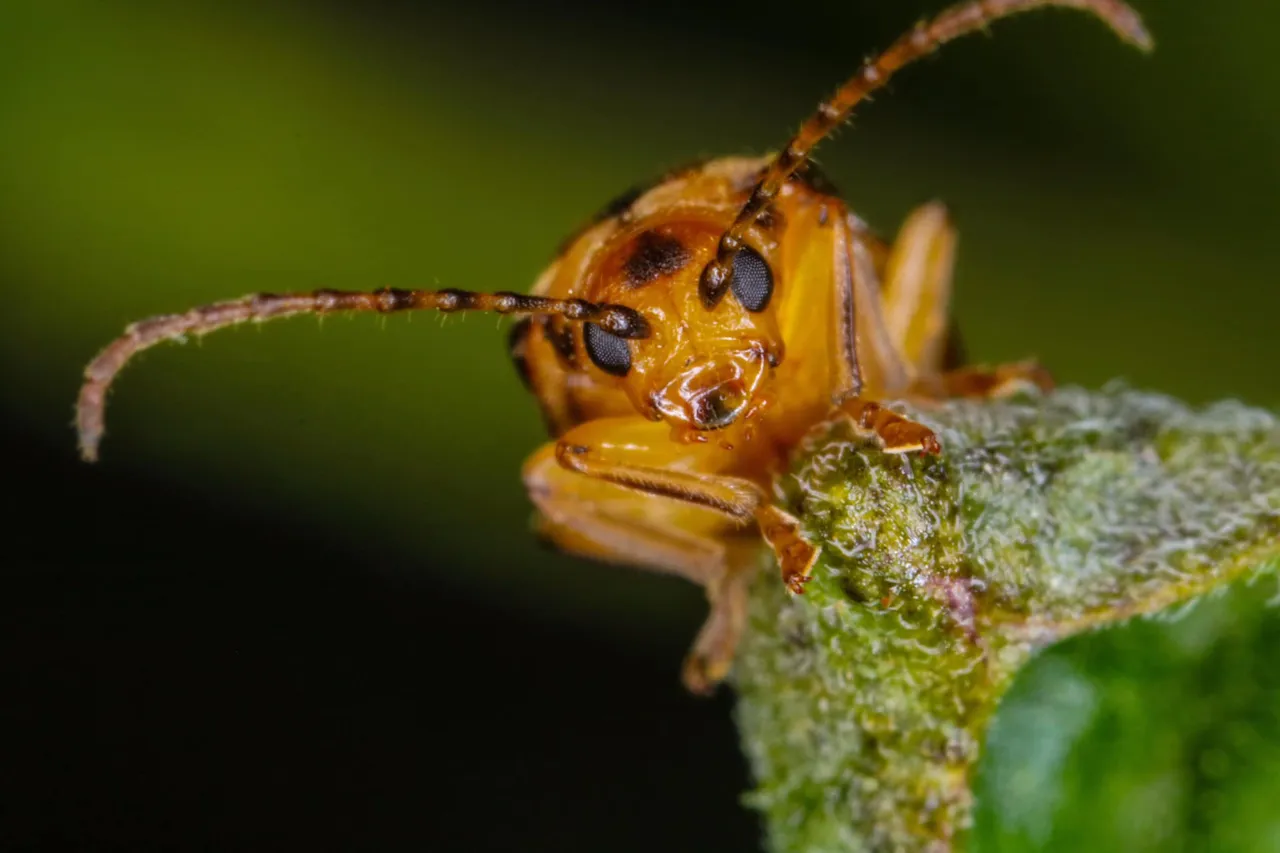 insect (8).jpg