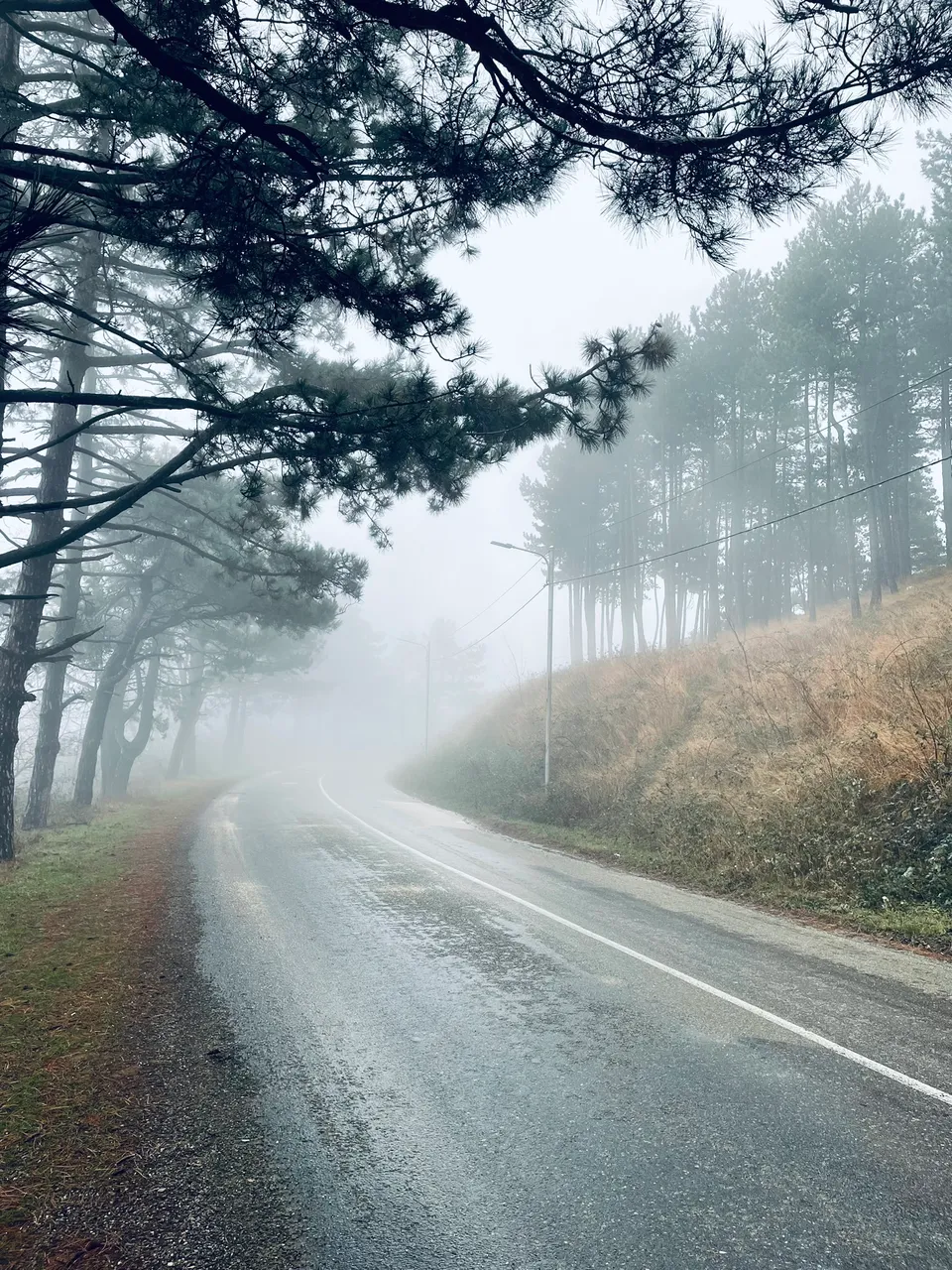 "1. Forest.JPEG"