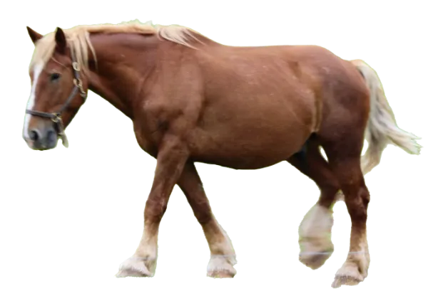 @redheadpei2.png