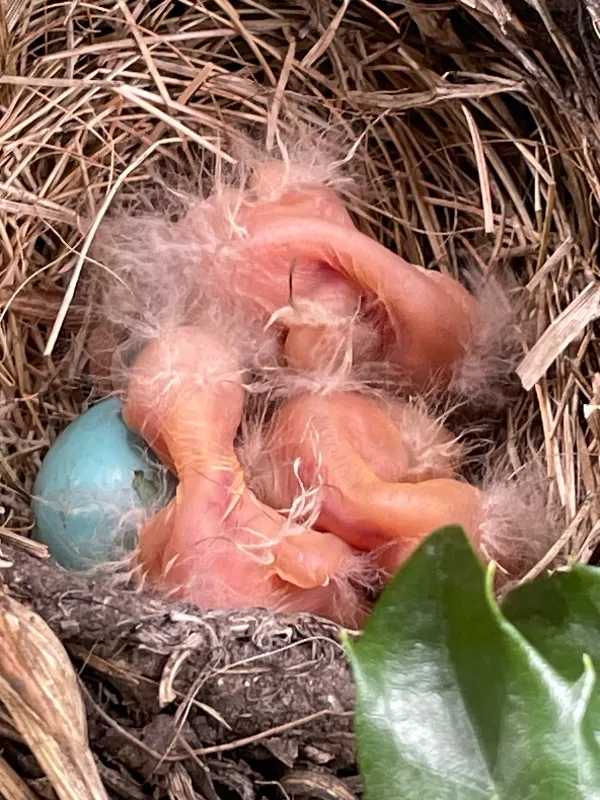 robin-babies.jpg