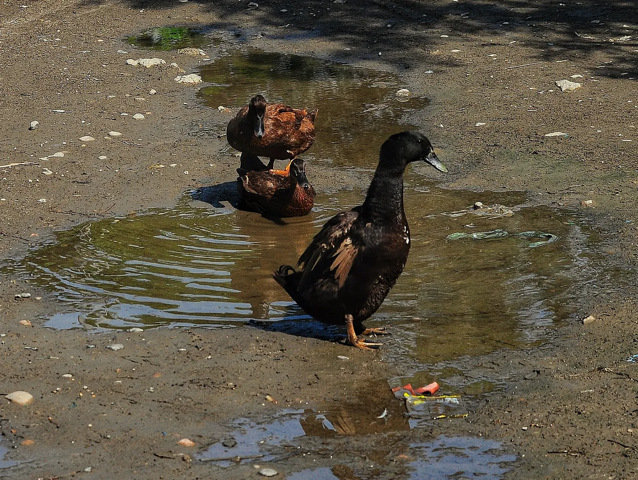 DSC_1882-01.jpeg