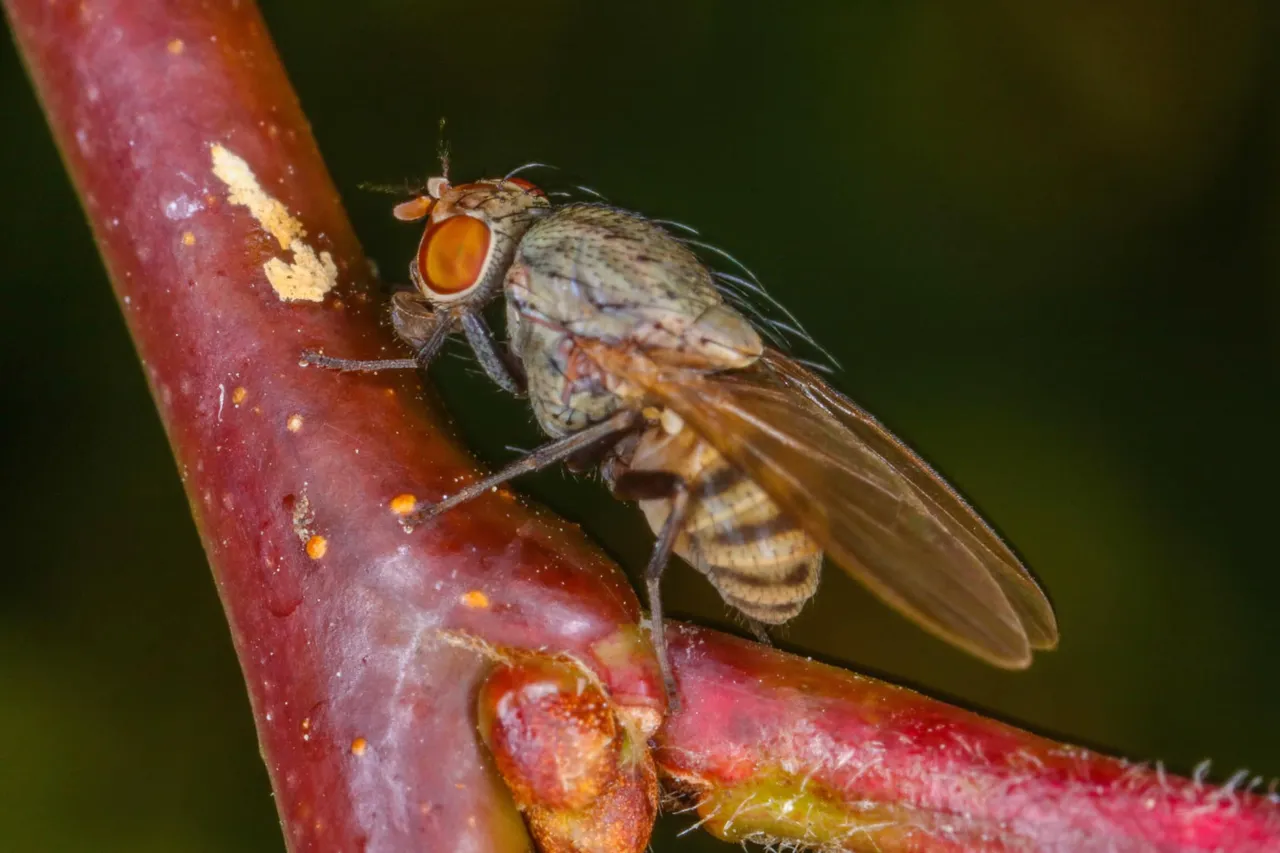 insect (1).jpg