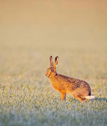 brown hare.jpg