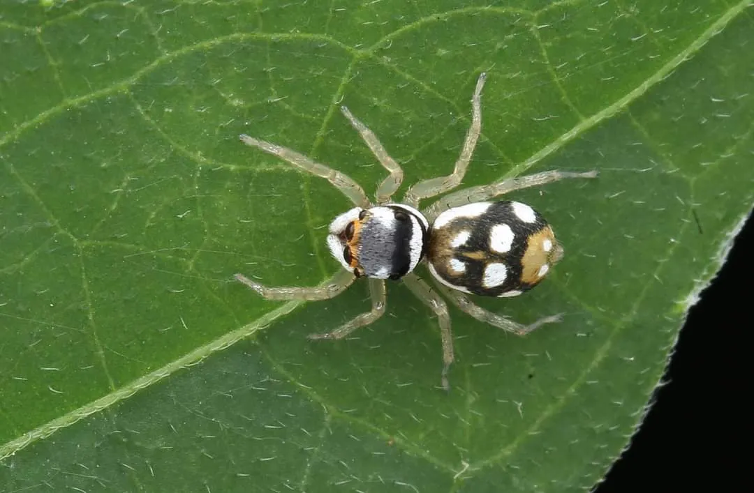 spider (1).jpg