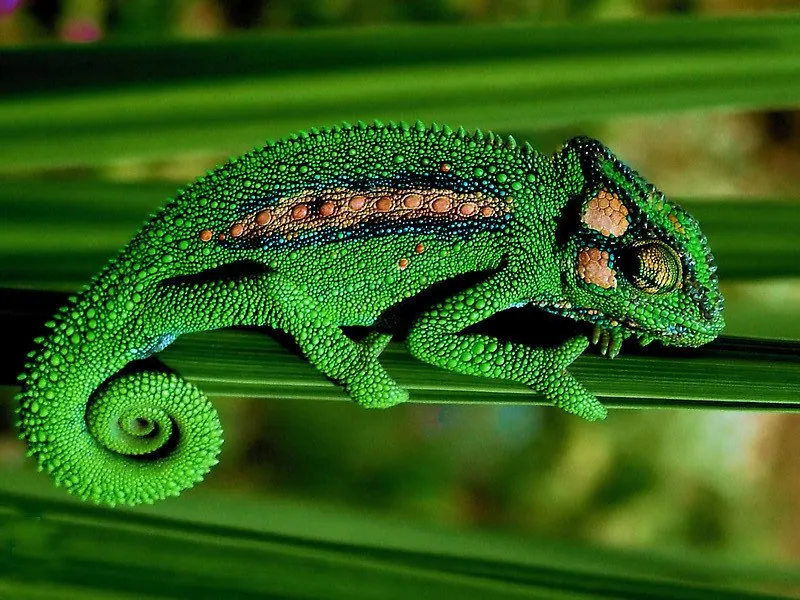 chameleon.jpg