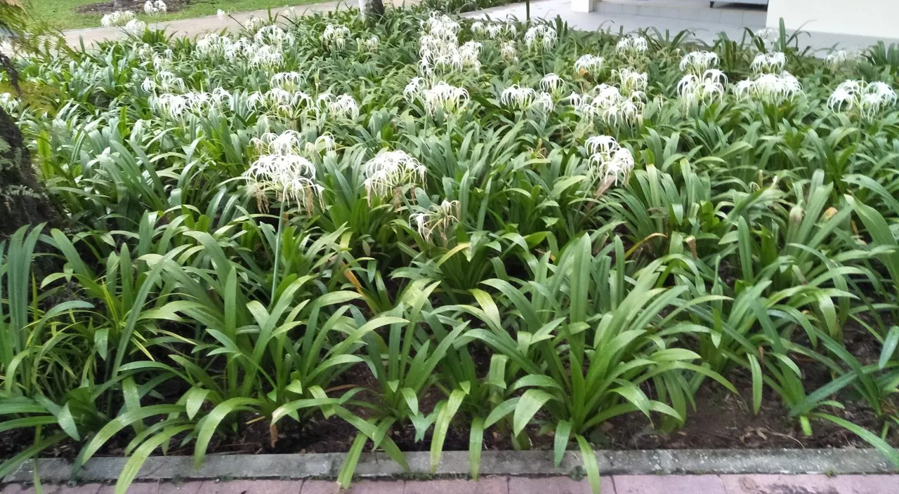S Lilies .jpg