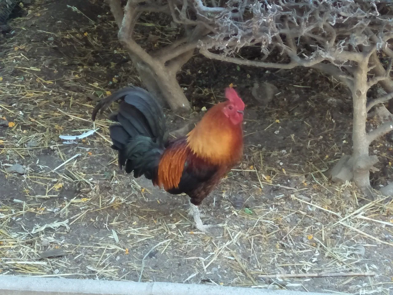 chicken aaa.jpg