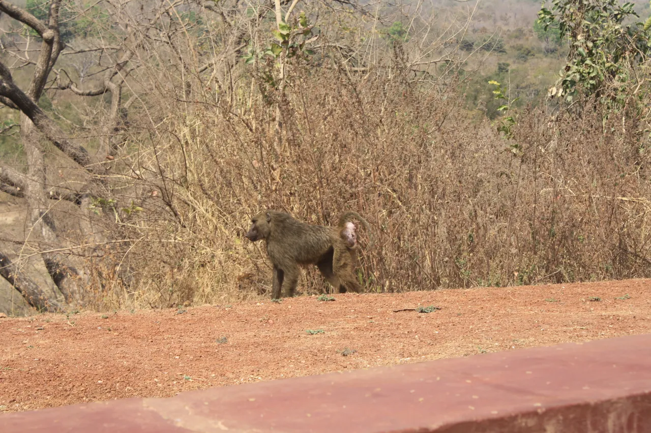 Ghana 2011 1711.JPG