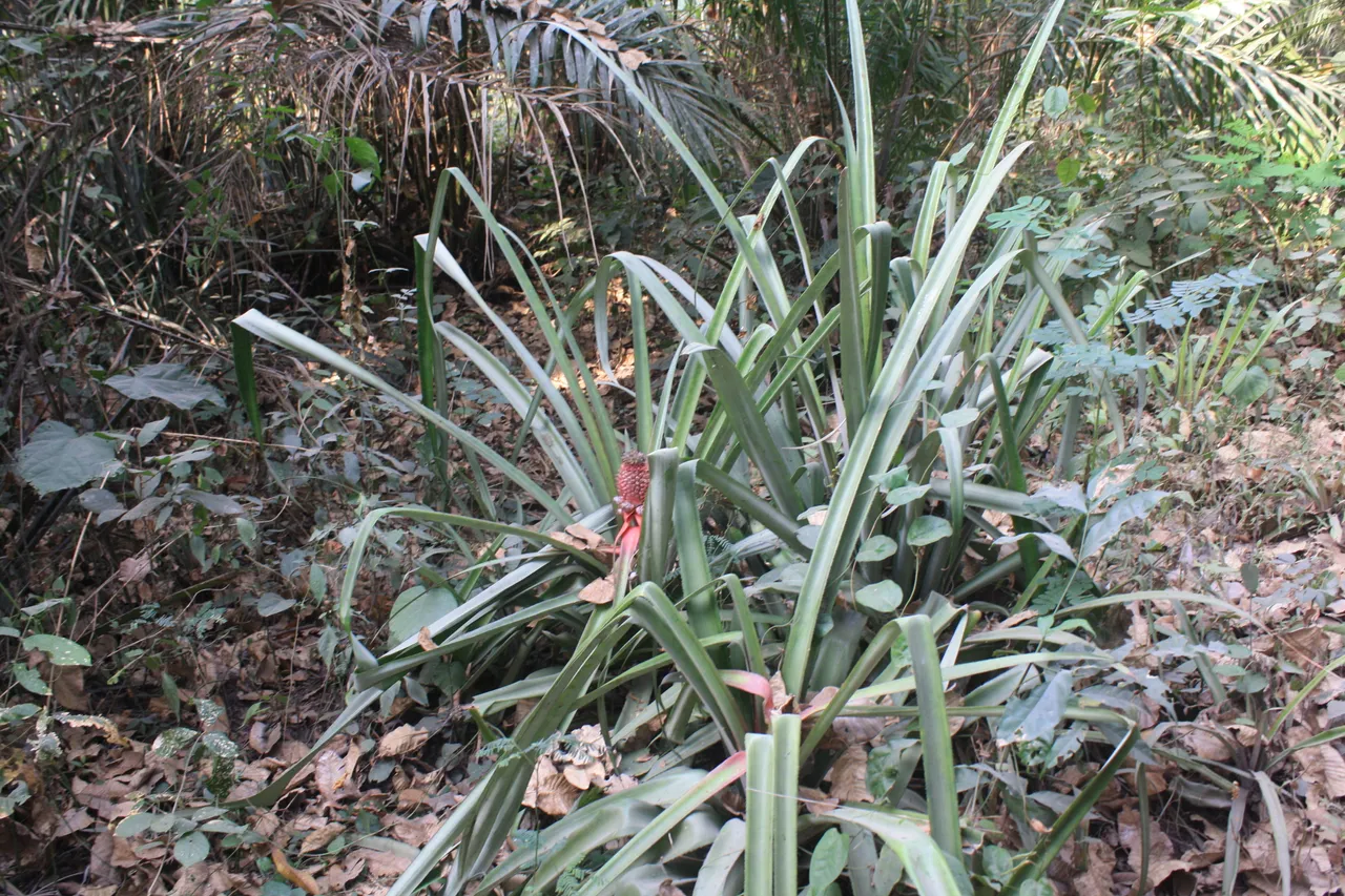 Ghana 2011 1980.JPG