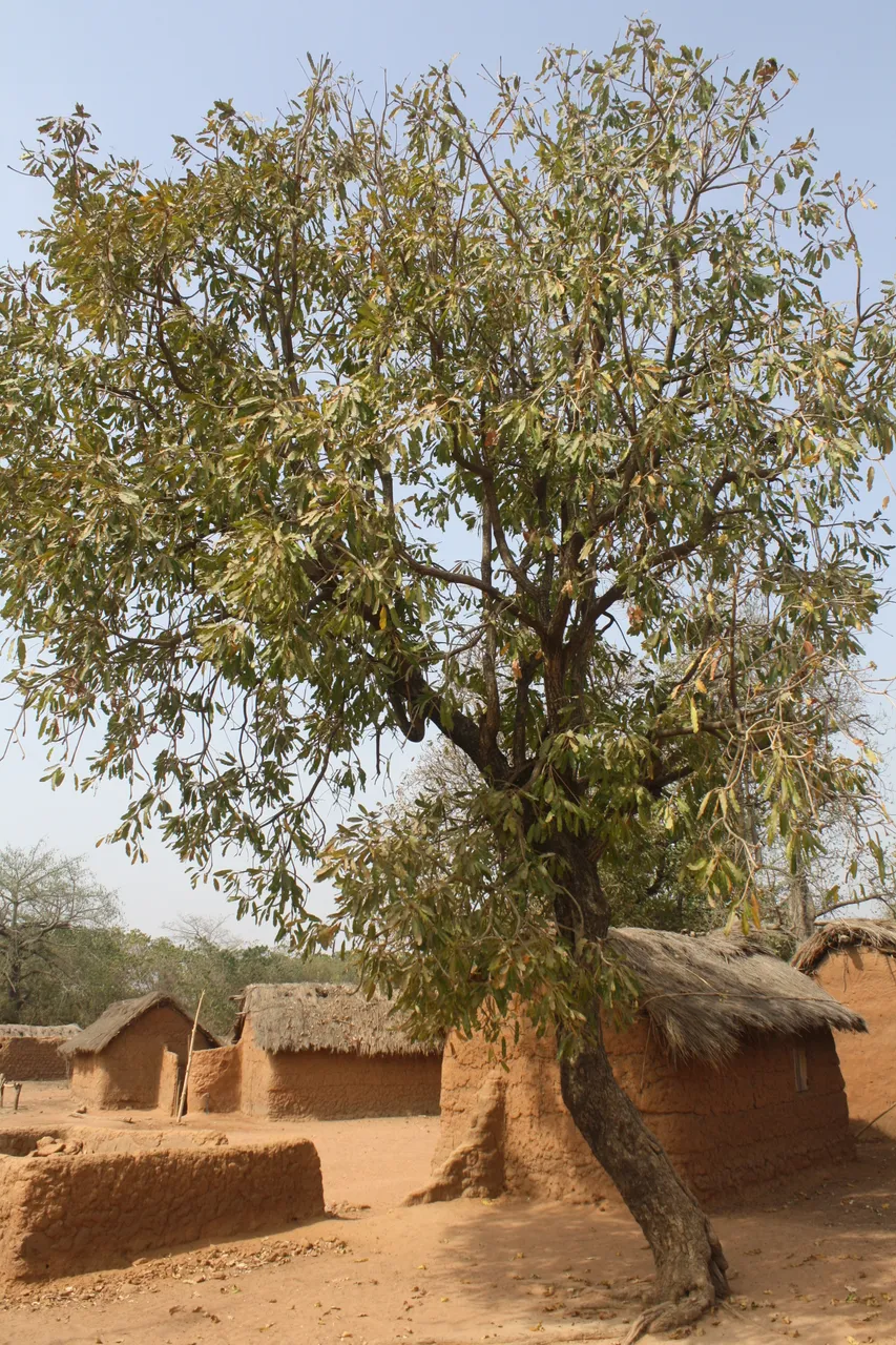 Ghana 2011 1812.JPG