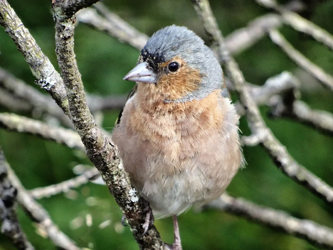 Wet sparrow