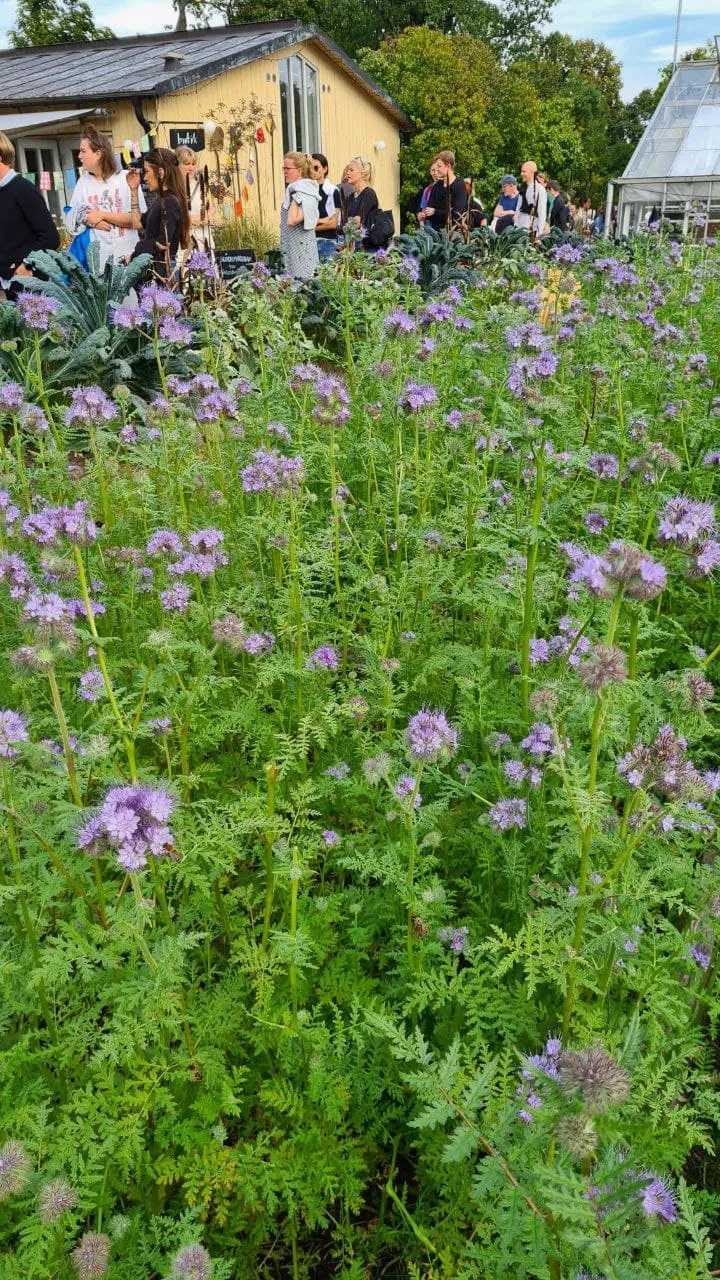 What a lovely garden they have at the cafe. We love it so much.