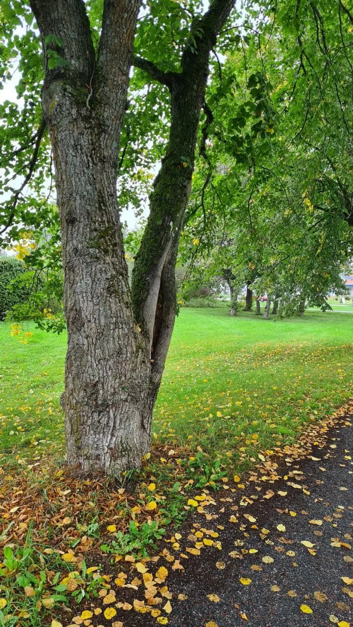 Leaves are turning yellow and red. They are beautiful, but it seems that autumn is around the corner. 🍁🍂