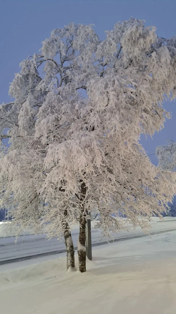 Snow tree! ð€©ð Beautiful!!