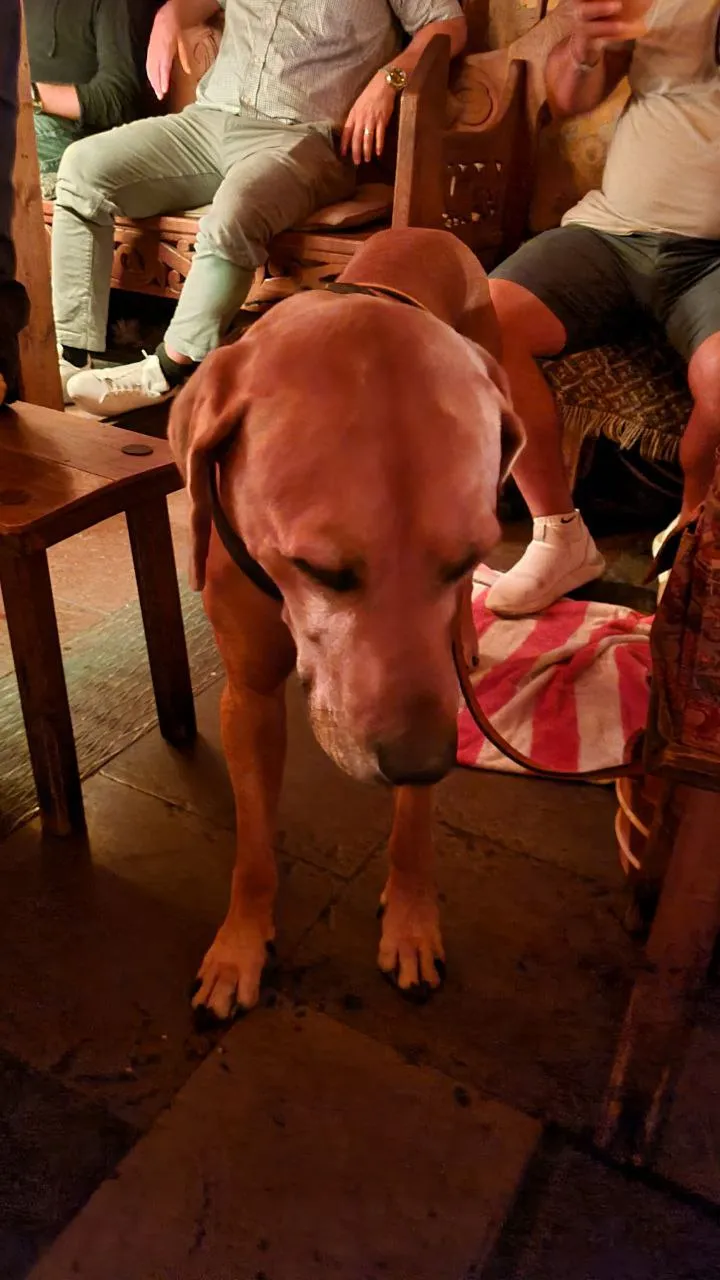 We met this cute dog in the restaurant. He was soooo sleepy and put his chin on my leg and started to sleep. Adorable!! 😆👏