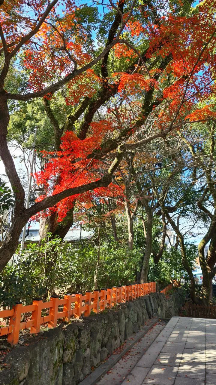 There were a few autumn leaves left, and they were so beautiful.