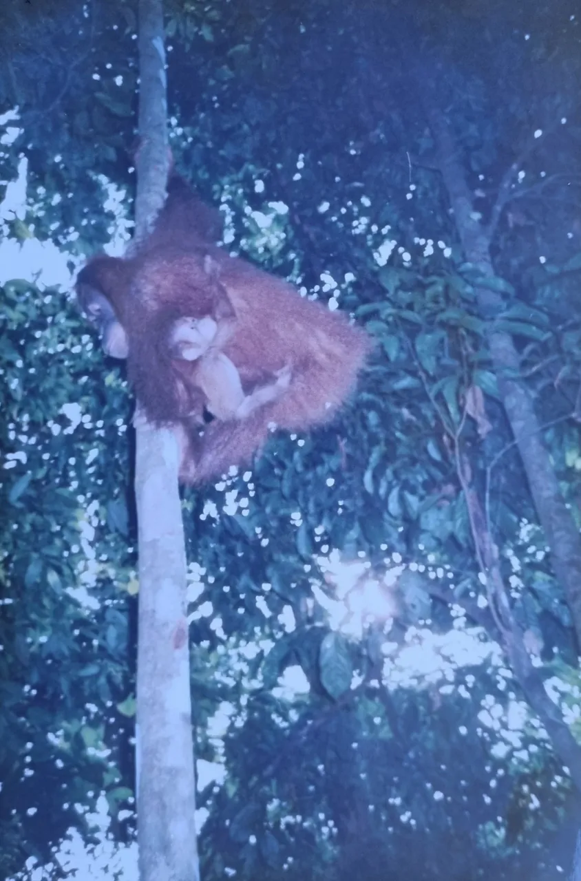 It’s was pretty speculator to watch the Orang-utans come down out of the jungle.