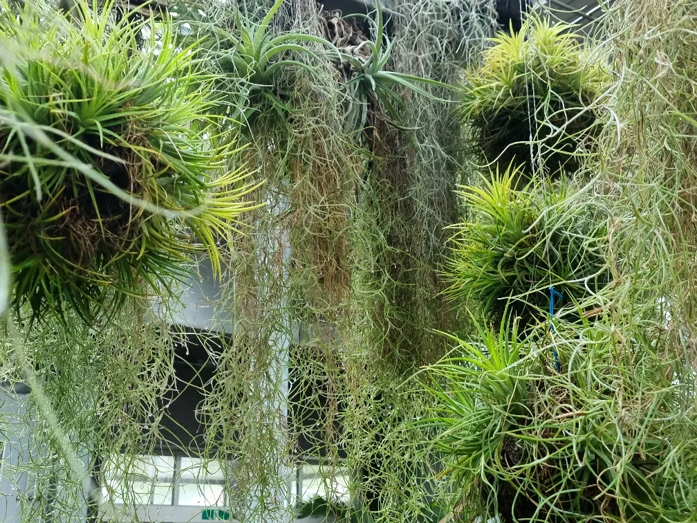 I love the air plants that just seem to grow out of nothing.