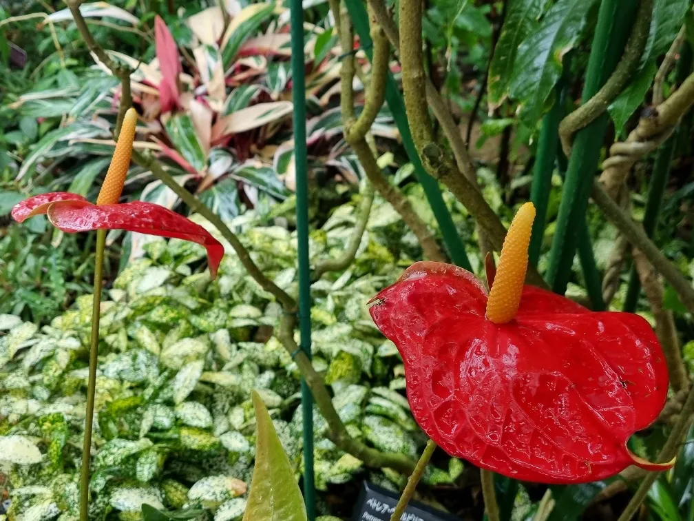 As soon as I can retire I might have a go at growing some of these back home. South East Queensland in Australia has a similar sub tropical climate.