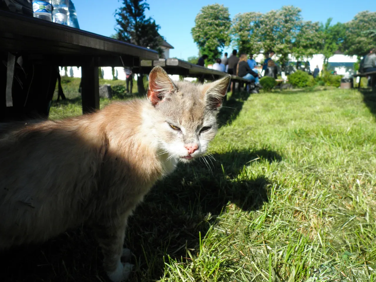 Monastery cat...