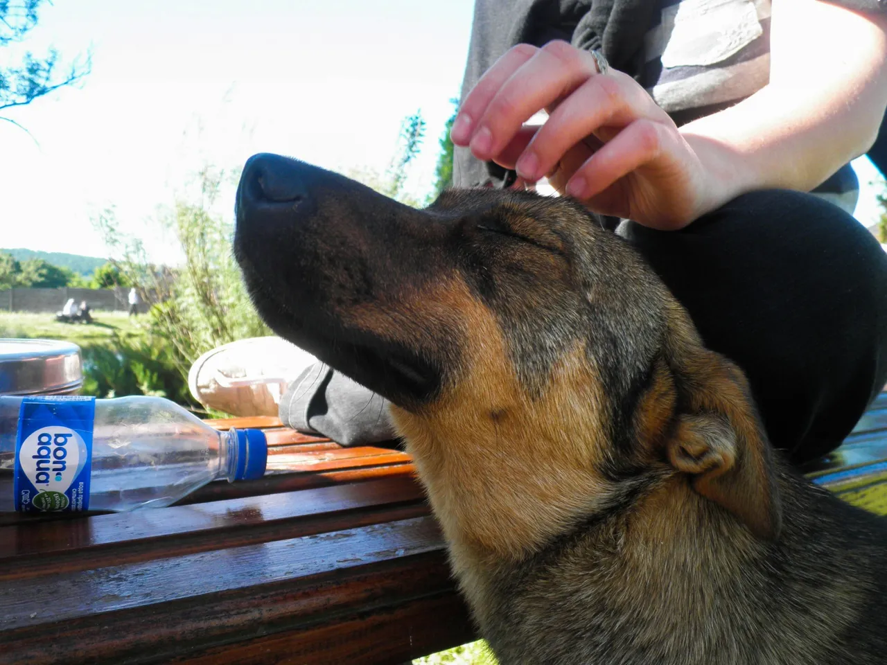 ...and dog