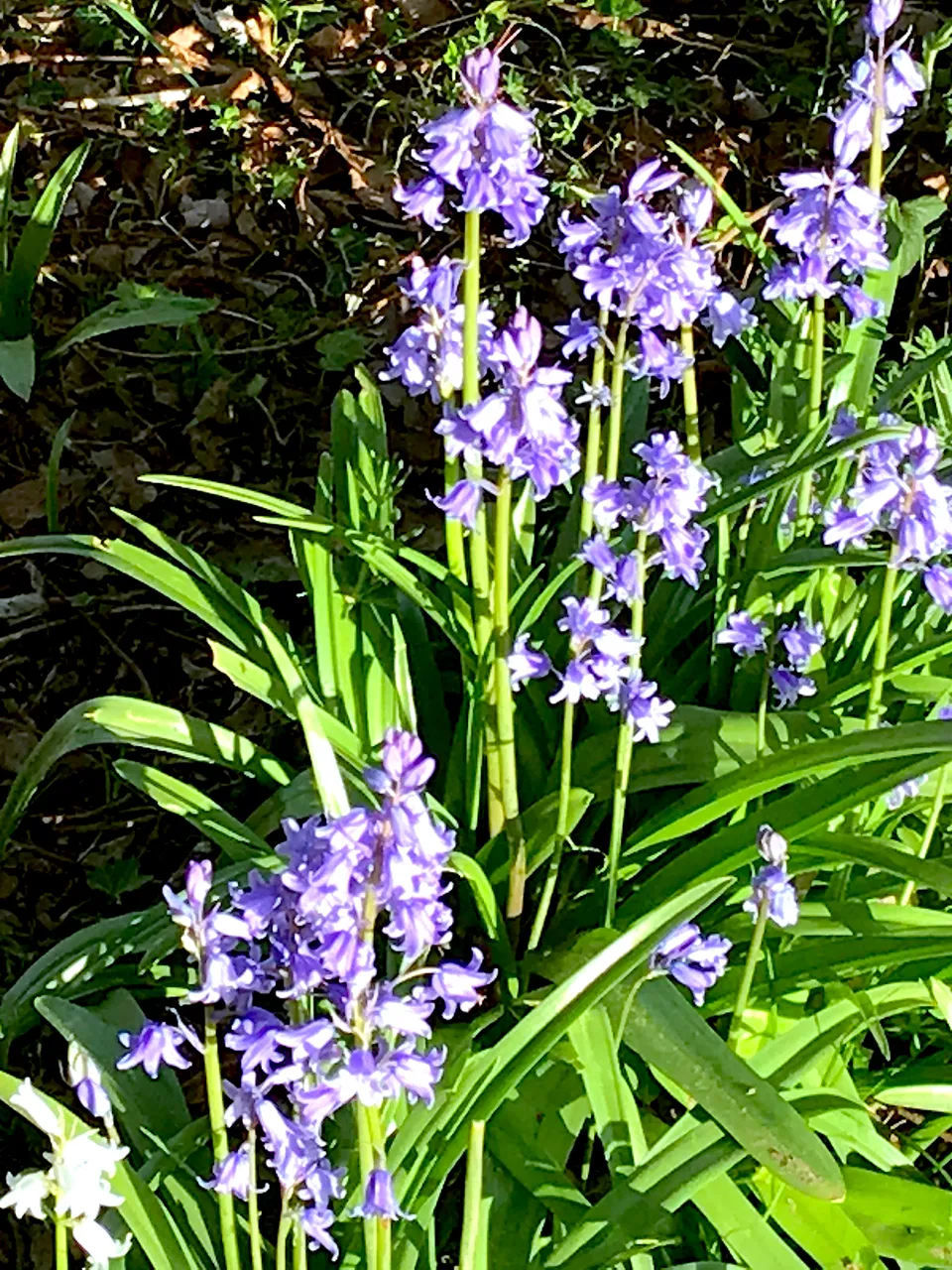 174-Spring-Flowers.JPG