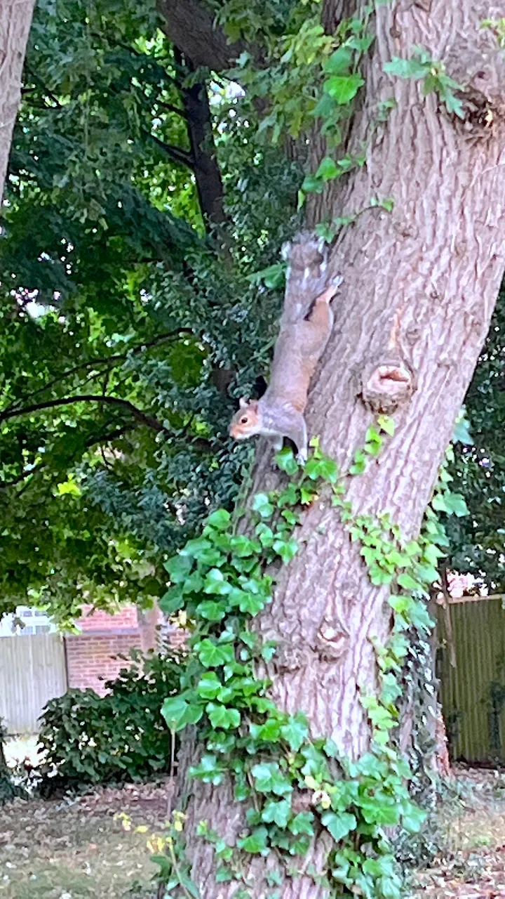 Squirrel-896671.JPG