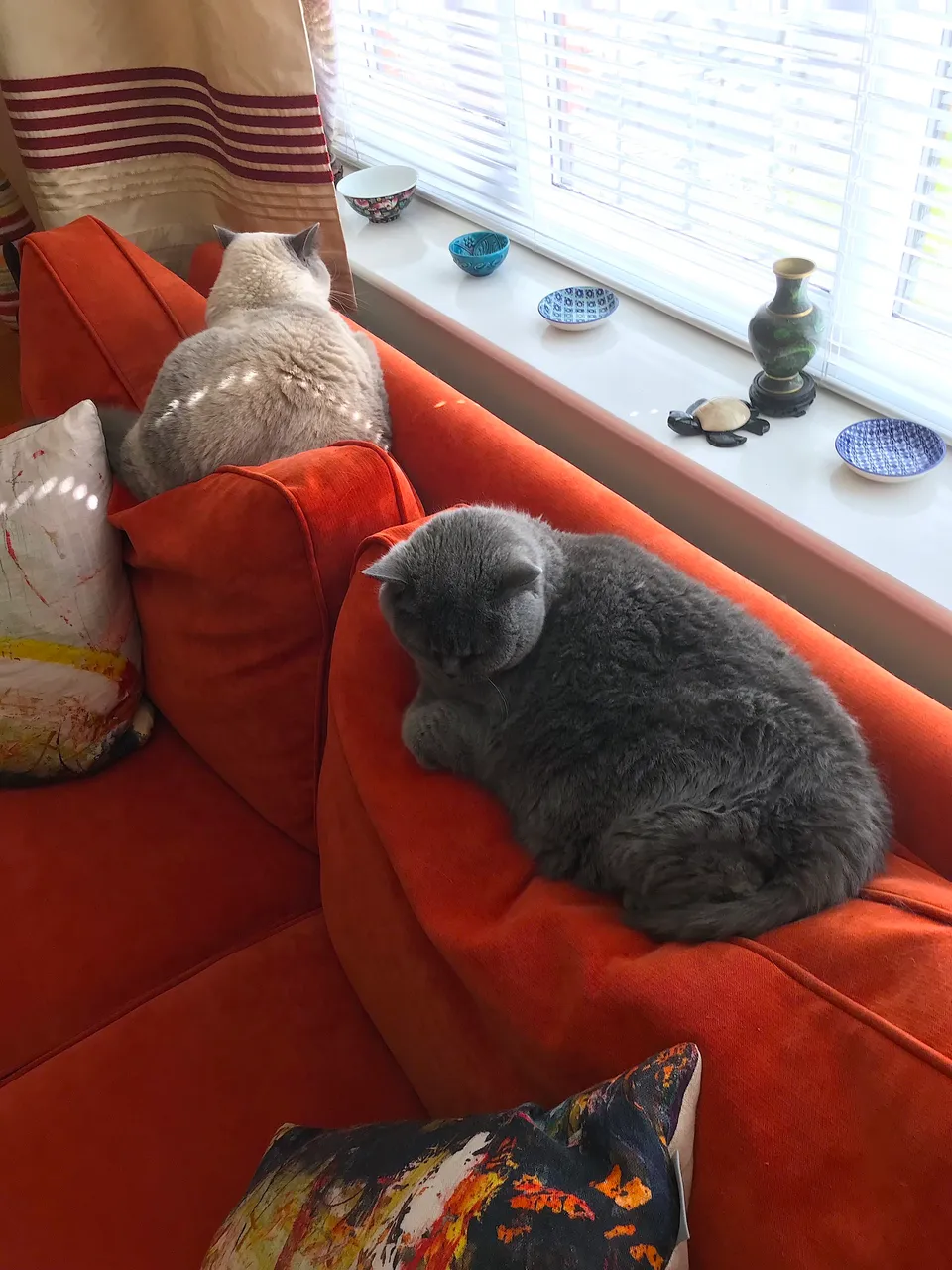 Cats-89654.JPG