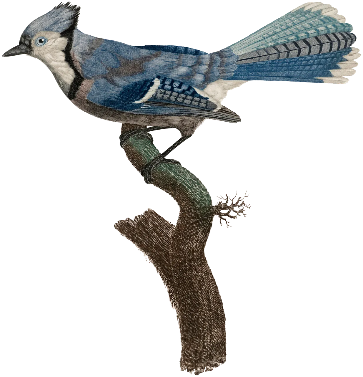 Natural-History-BlueJay-Print-GraphicsFairy.png