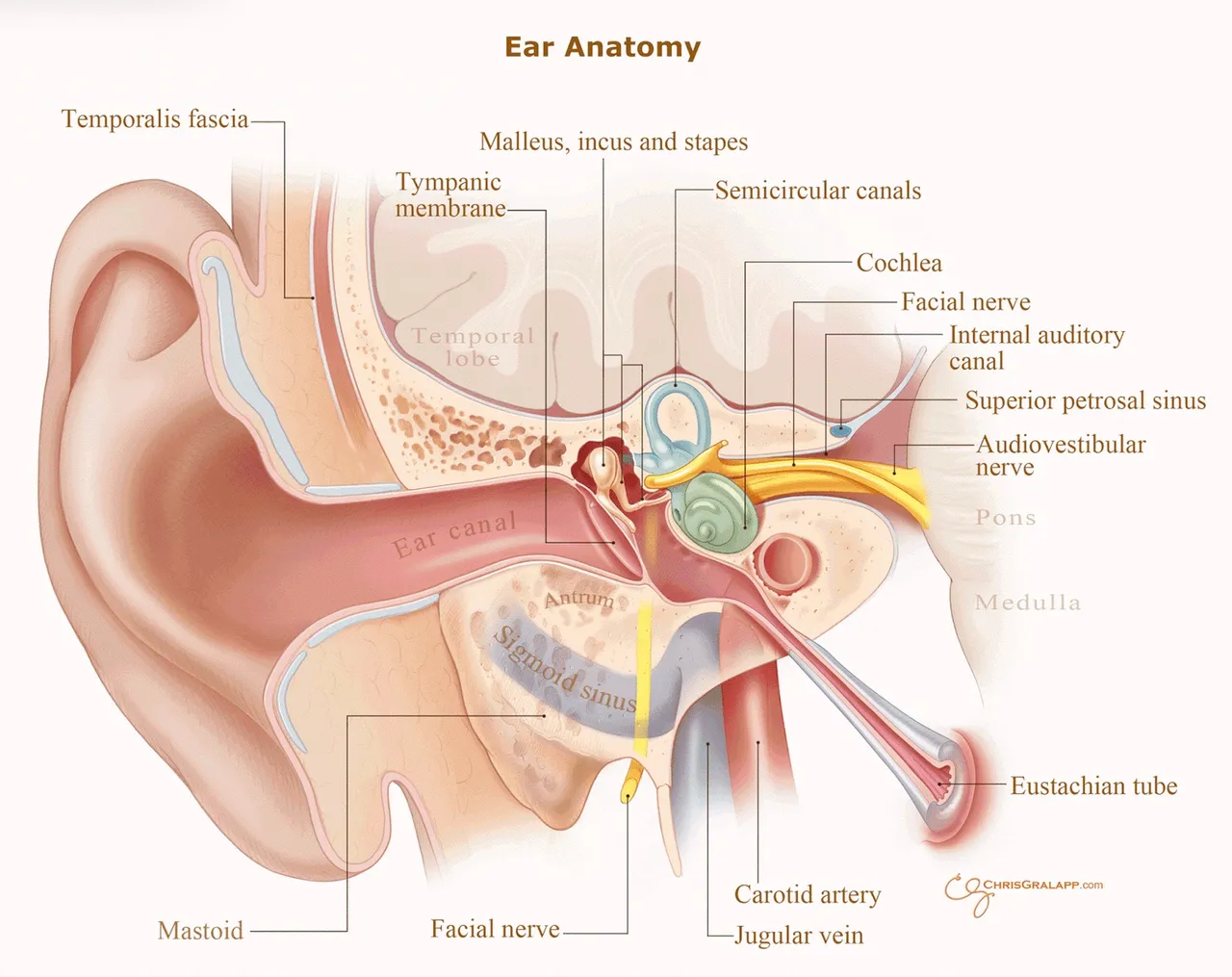 earanatomy.jpeg