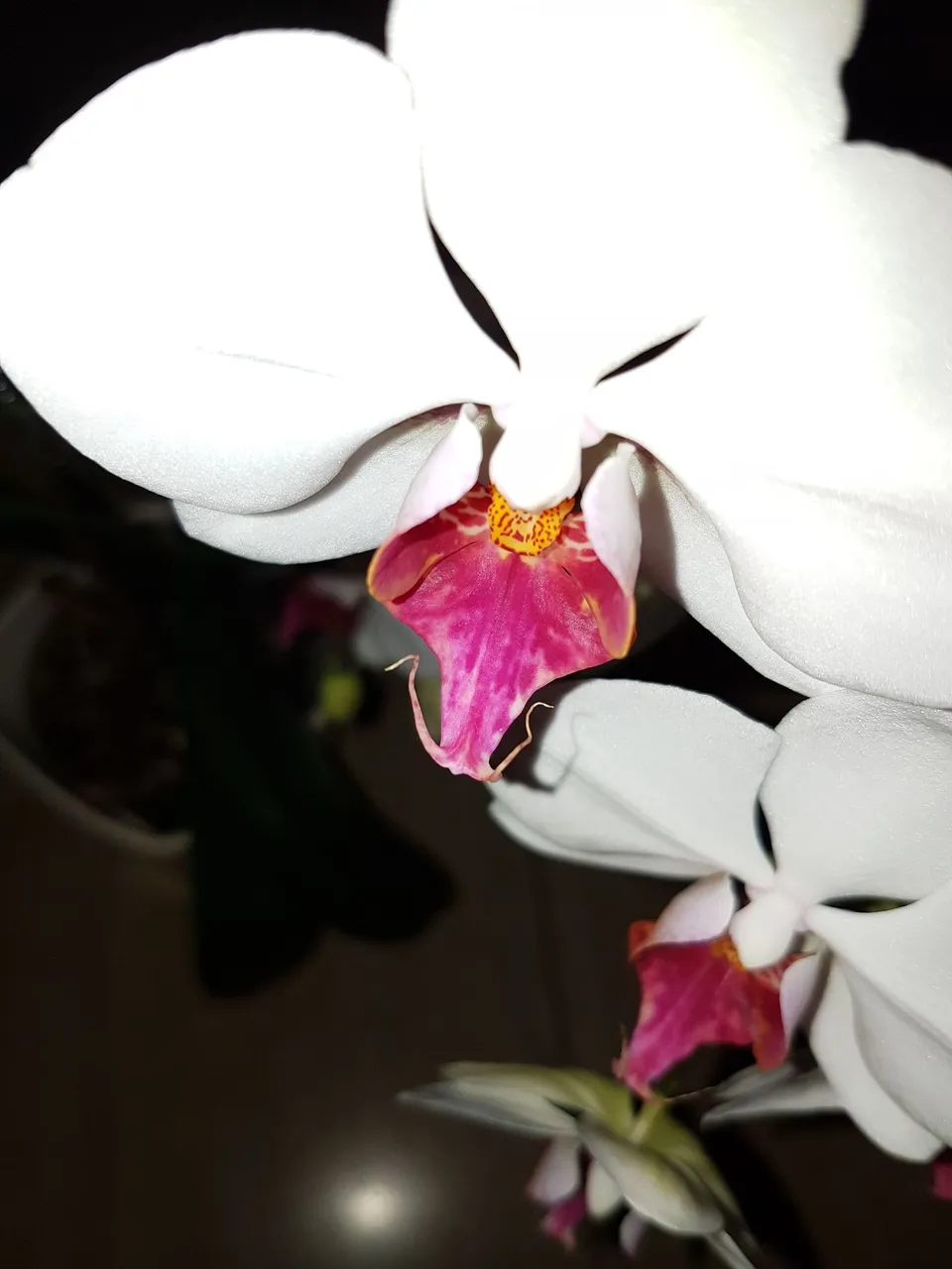 orchid 1.jpeg