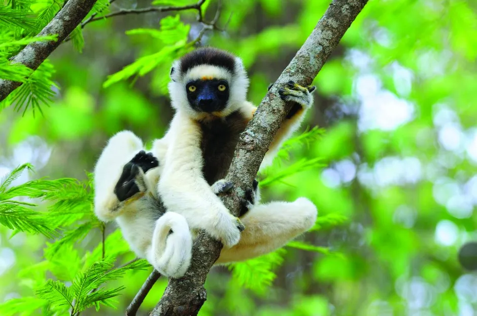 sifaka-foto.jpg