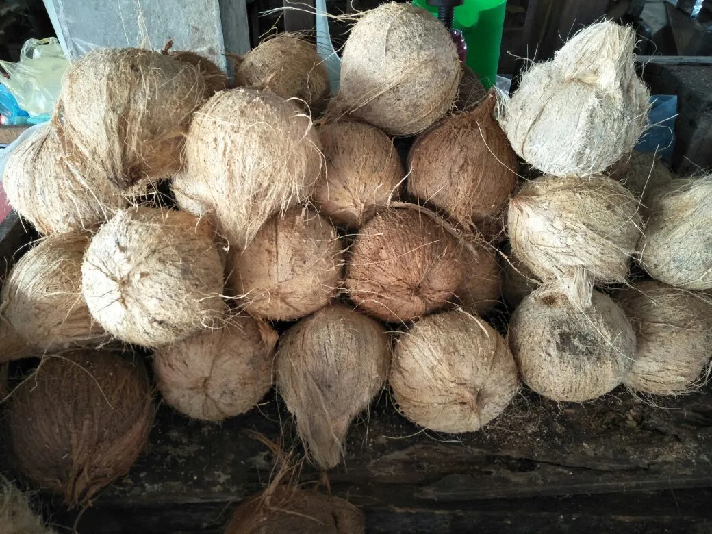 kelapa 1.jfif