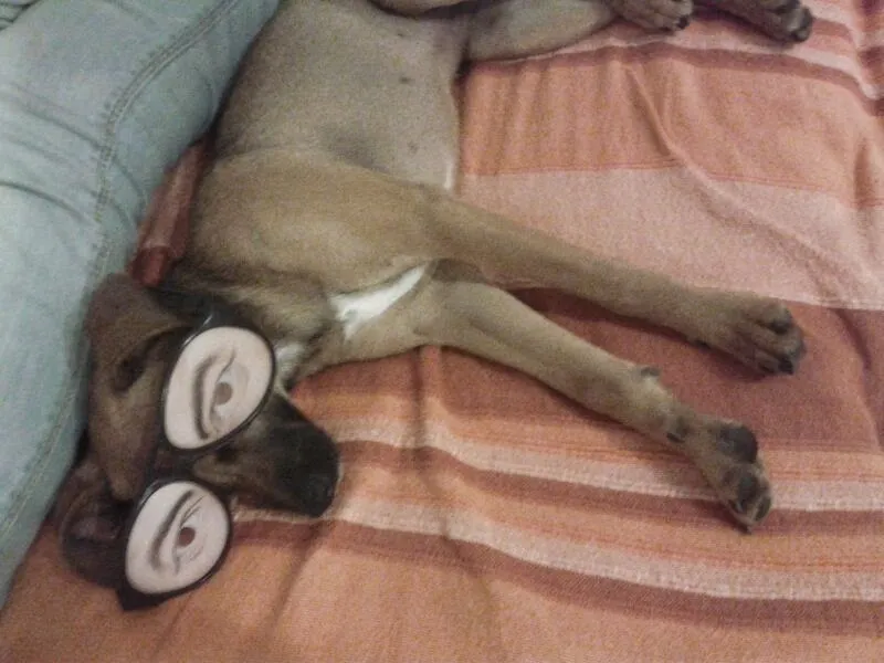 Blind dog.jpg