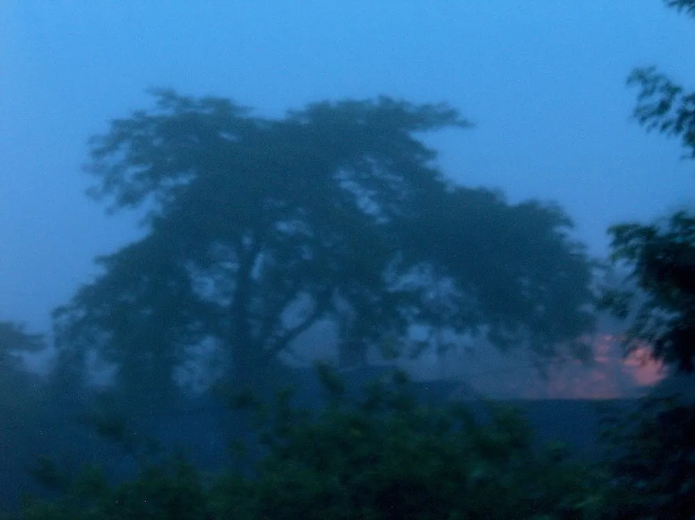 Fog treeb.jpg