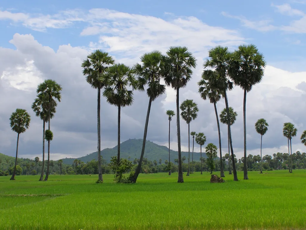 Palm Tree.jpg