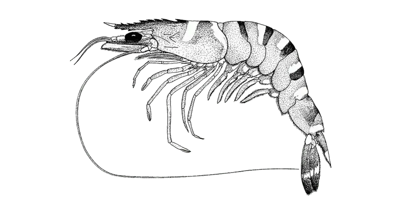 Udang-Tiger.png