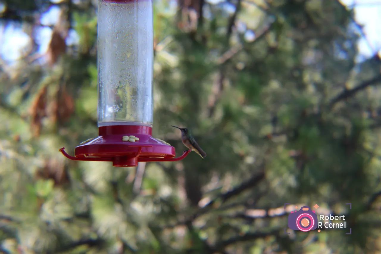 Hummingbird.jpg