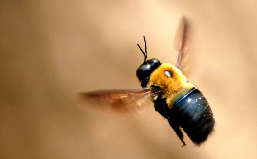 bee-825x510.jpg