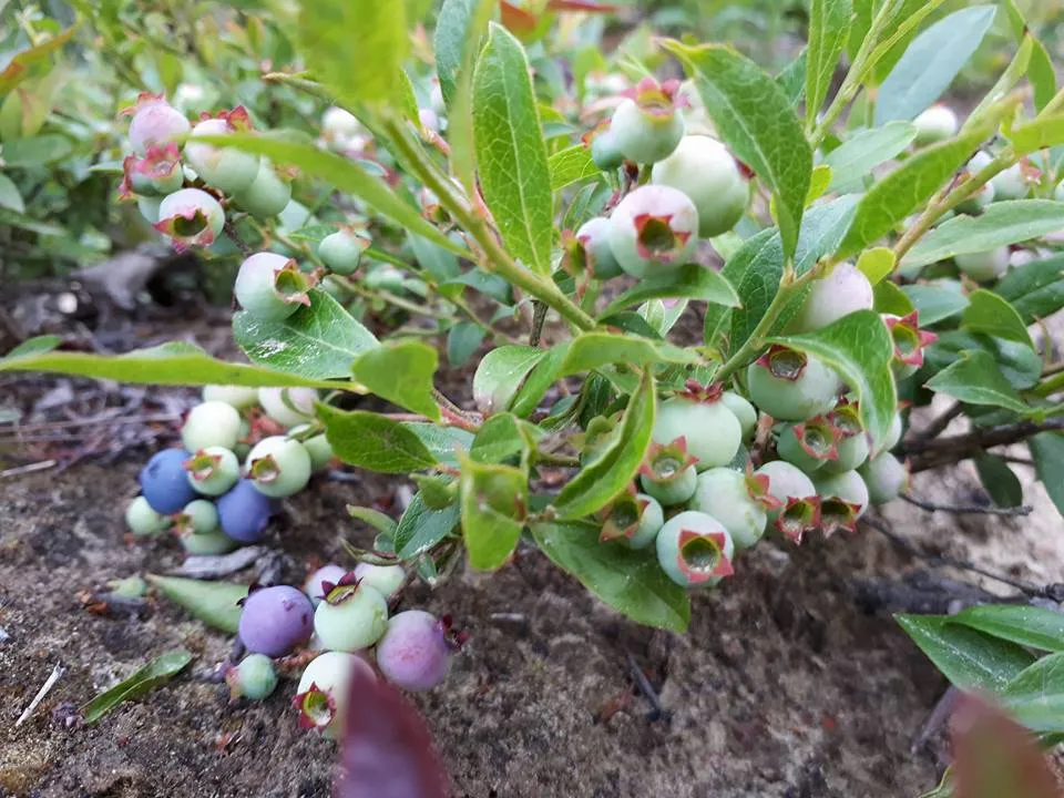 blueberries.jpg