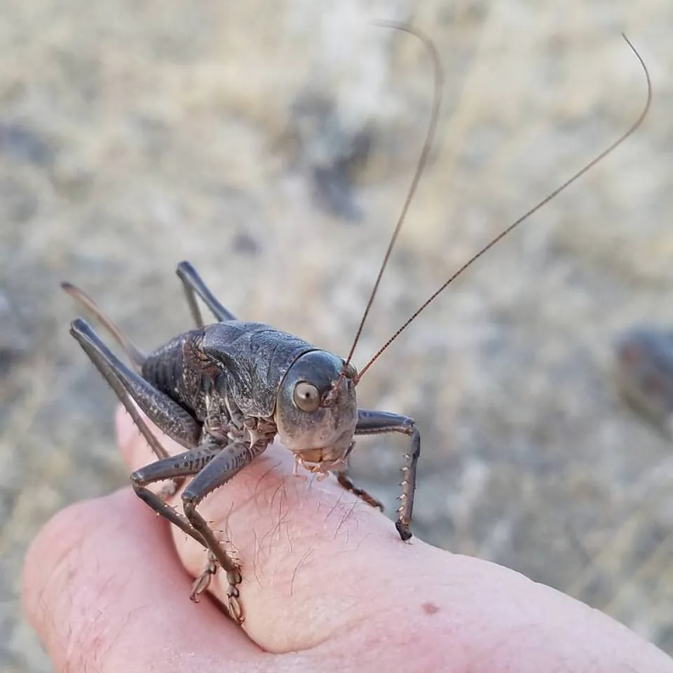grasshopper.jpg