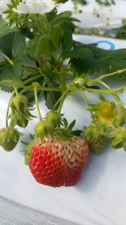 strawberry3.jpg