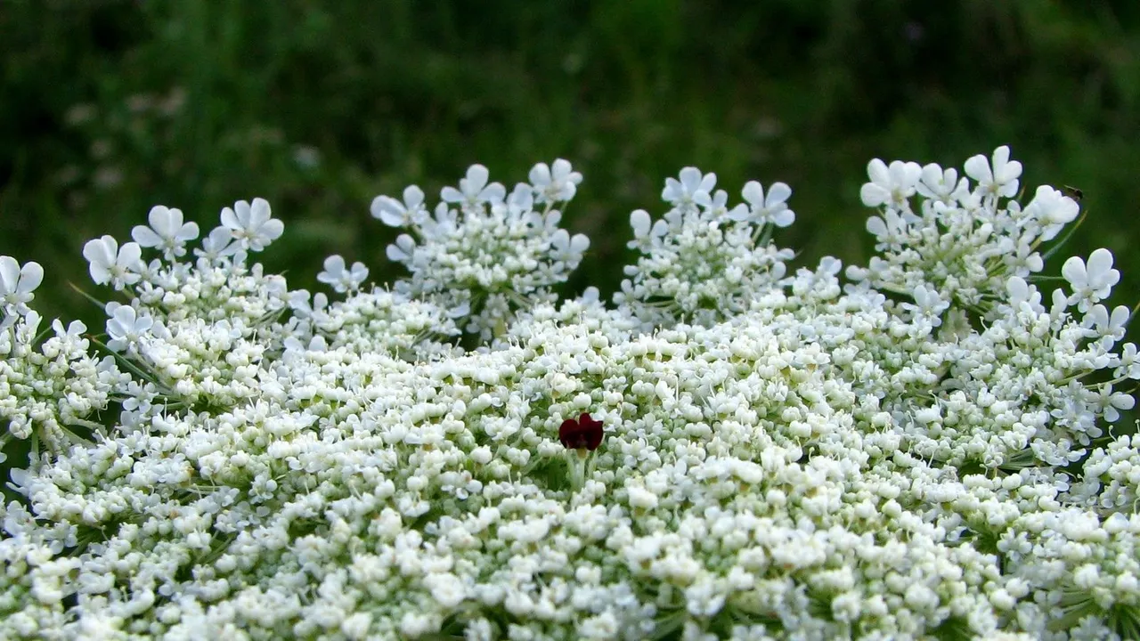 macrophotography