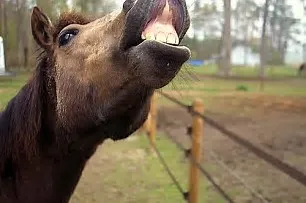 lip service.jpg